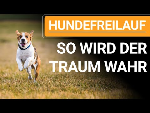 💥🐶 Dog off-leash ➡️ This is how your dream finally comes true 🐕🐶💥✔️