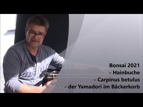 Bonsai 2021-50 - Hornbeam - Carpinus betulus - the yamadori in the baker's basket