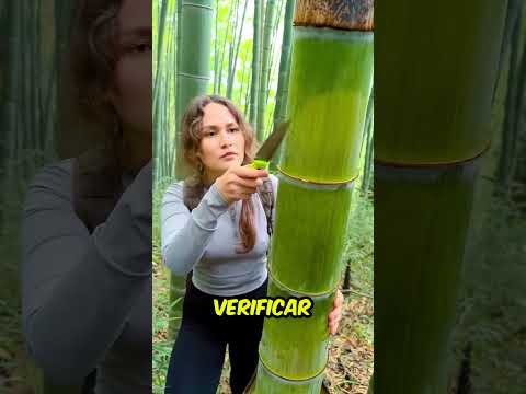 Do this if you get stuck in a forest 🤯 #curious #amazing #interesting