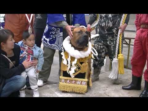 Fighting dog Tosa-inu. Storied History