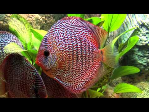 Discus Fish - Wholesale Price & Mandi Rate for Symphysodon Aequifasciatus in India