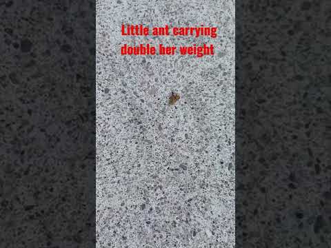 #an carrying double her weight