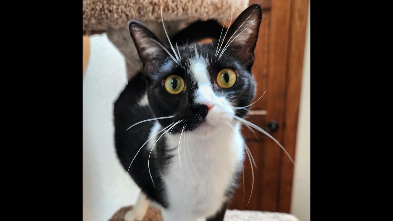 Penny, a ADOPTABLE mixed breed in Oklahoma City, OK video 5/5