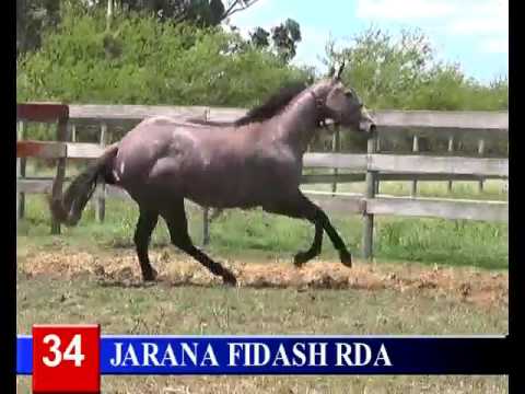 2016 -Lote 34 JARANA FIDASH RDA   Zangao Fidash Sa x Estigma Heist RDA Heist