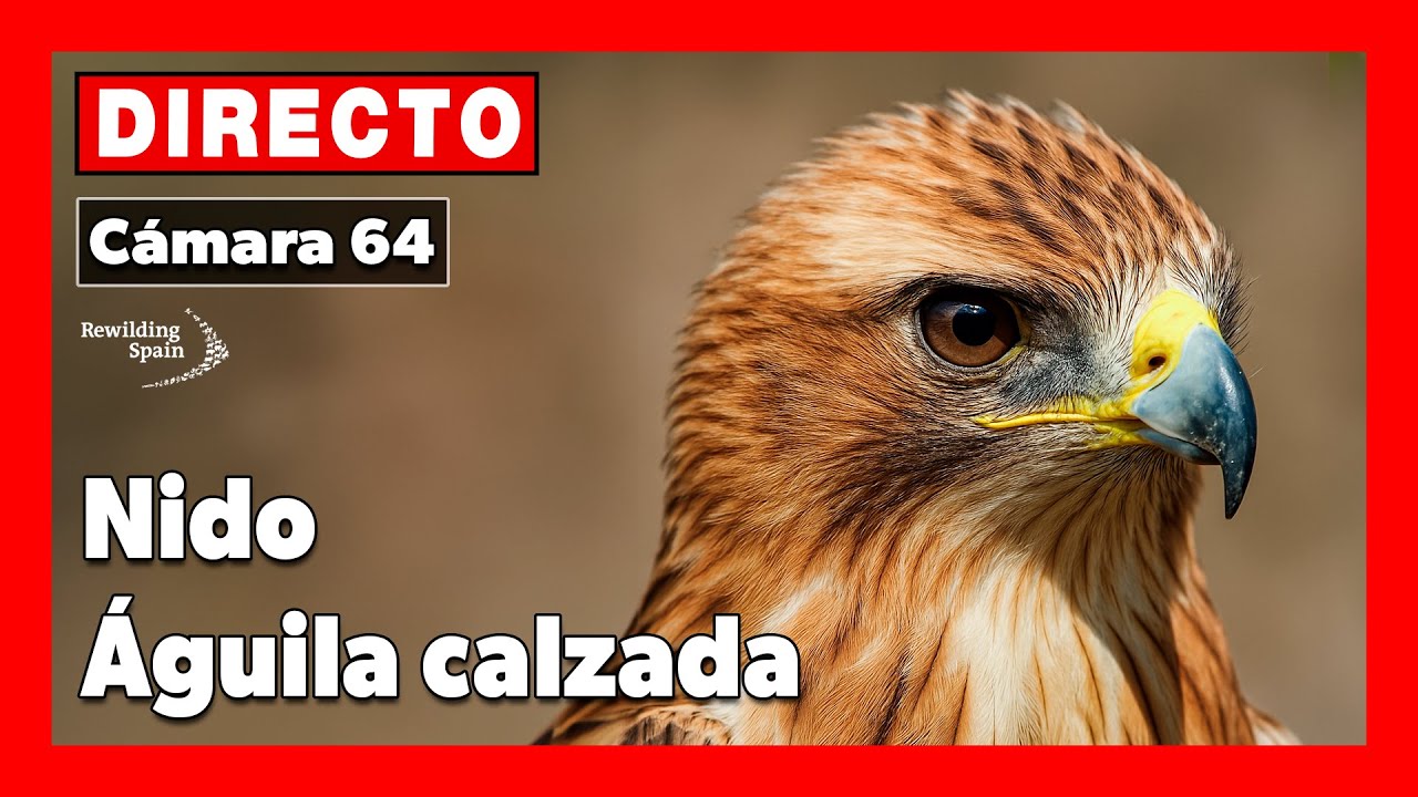 Live webcam view of Booted Eagle Nest Cam