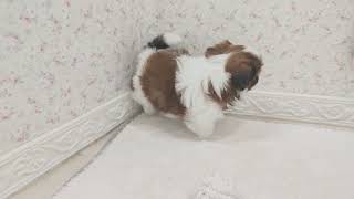 シーズーの動画01