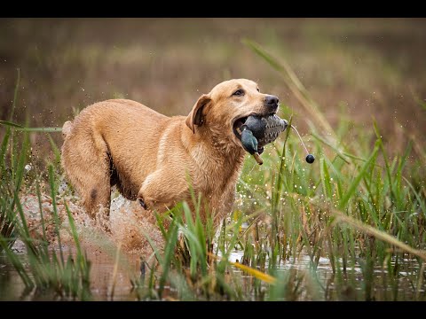 2022 SRS CROWN CHAMPIONSHIP - SHREVEPORT, LA -  SHOW 2