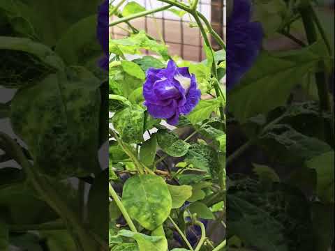 Aparajita (shyama) flower plant #flowers #nature #shorts