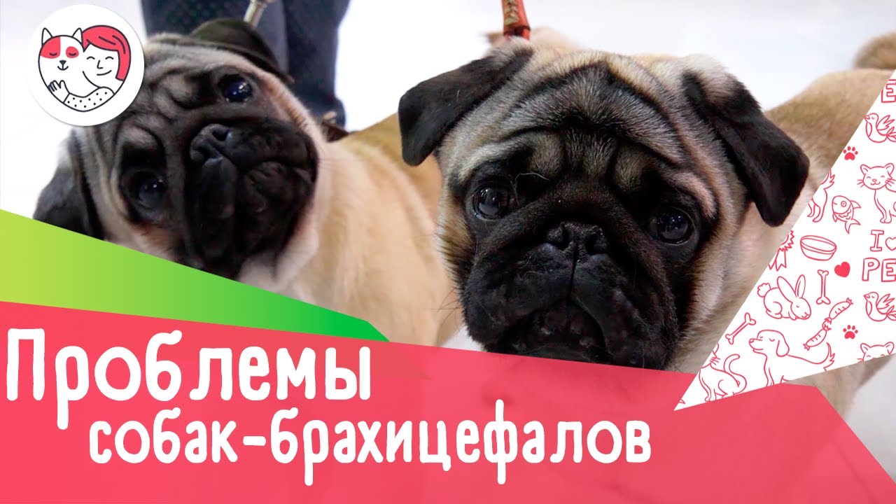 4 опасности, которые подстерегают собак-брахицефалов