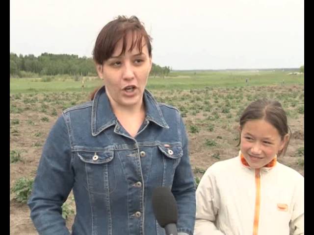 «Свою картошку» пропололи