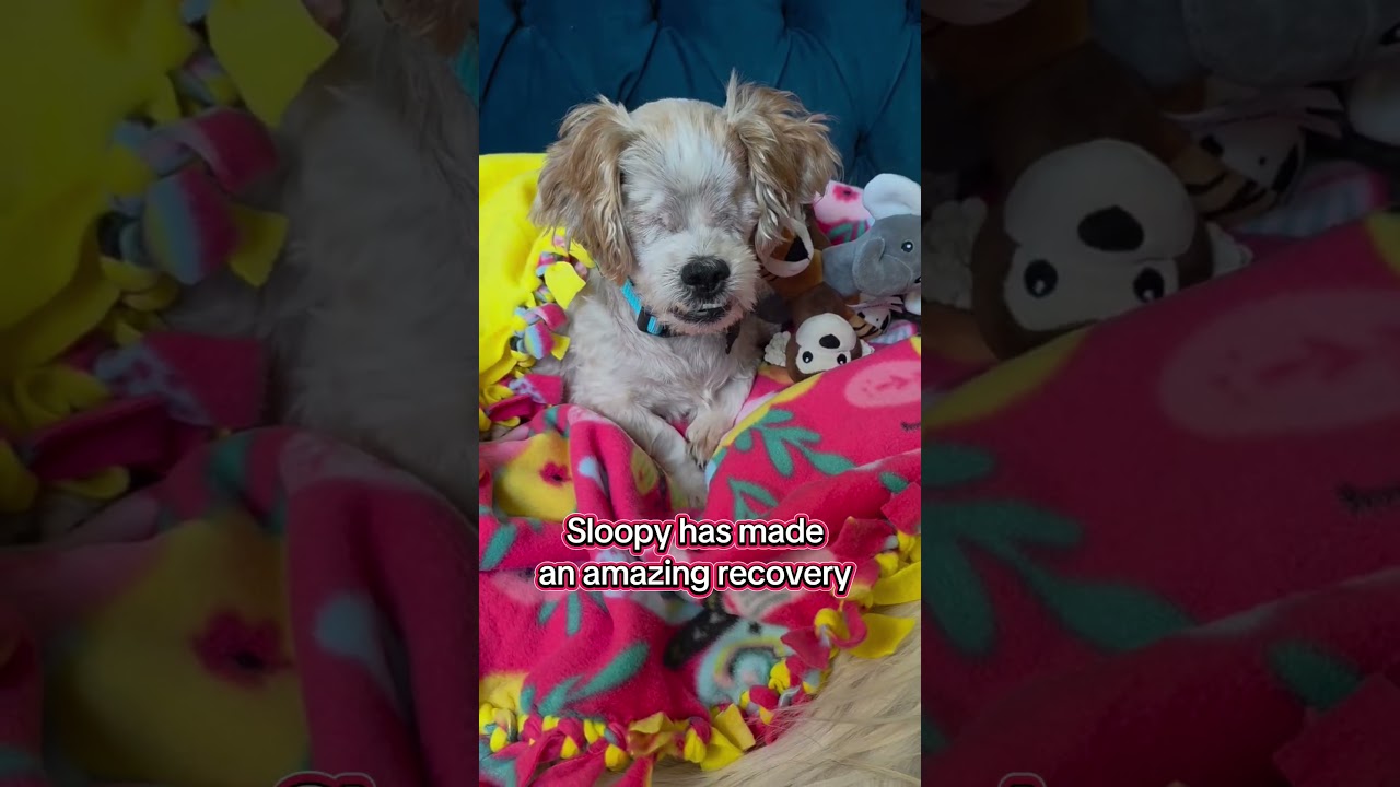 Sloopy, an adopted mixed breed in Murrieta, CA video 2/4