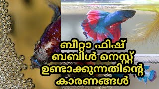 Why do betta fish build bubble nests | Malayalam |