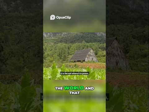 Cuban Tobacco Secrets  Soil, Climate & More!