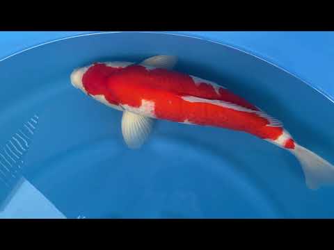 Kohaku