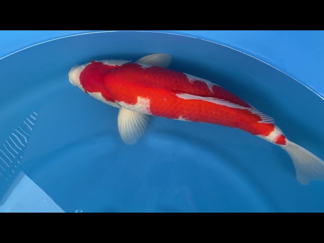 Kohaku