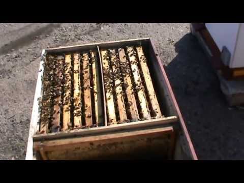 3. Lucrari la stupina si discutie cu Alex din Bucuresti, intalnit la salonul Expo Inventika 2011 3/5