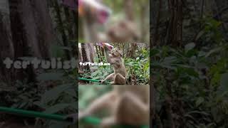 Download lagu DASAR M0NYET LUH..!!? STORY WA LUCU mp3 Download lagu DASAR M0NYET LUH..!!? STORY WA LUCU mp3