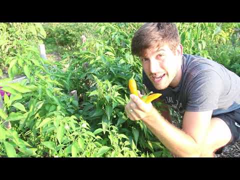 What an Epic Pepper Harvest From Just 12 plants!