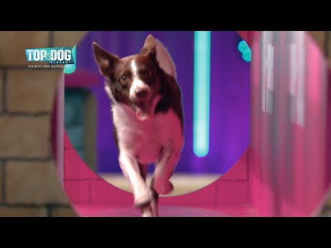 Horst-Kevin becomes a Horst rocket 🚀 | Top Dog Germany