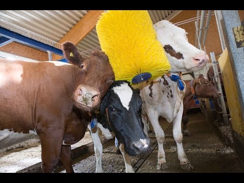 , title : 'Sono svedesi le spazzole rotanti che "coccolano" le mucche: semplicemente irresistibili'