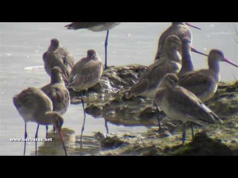 Aguja colinegra ( Limosa limosa ) Black-tailed Godwit