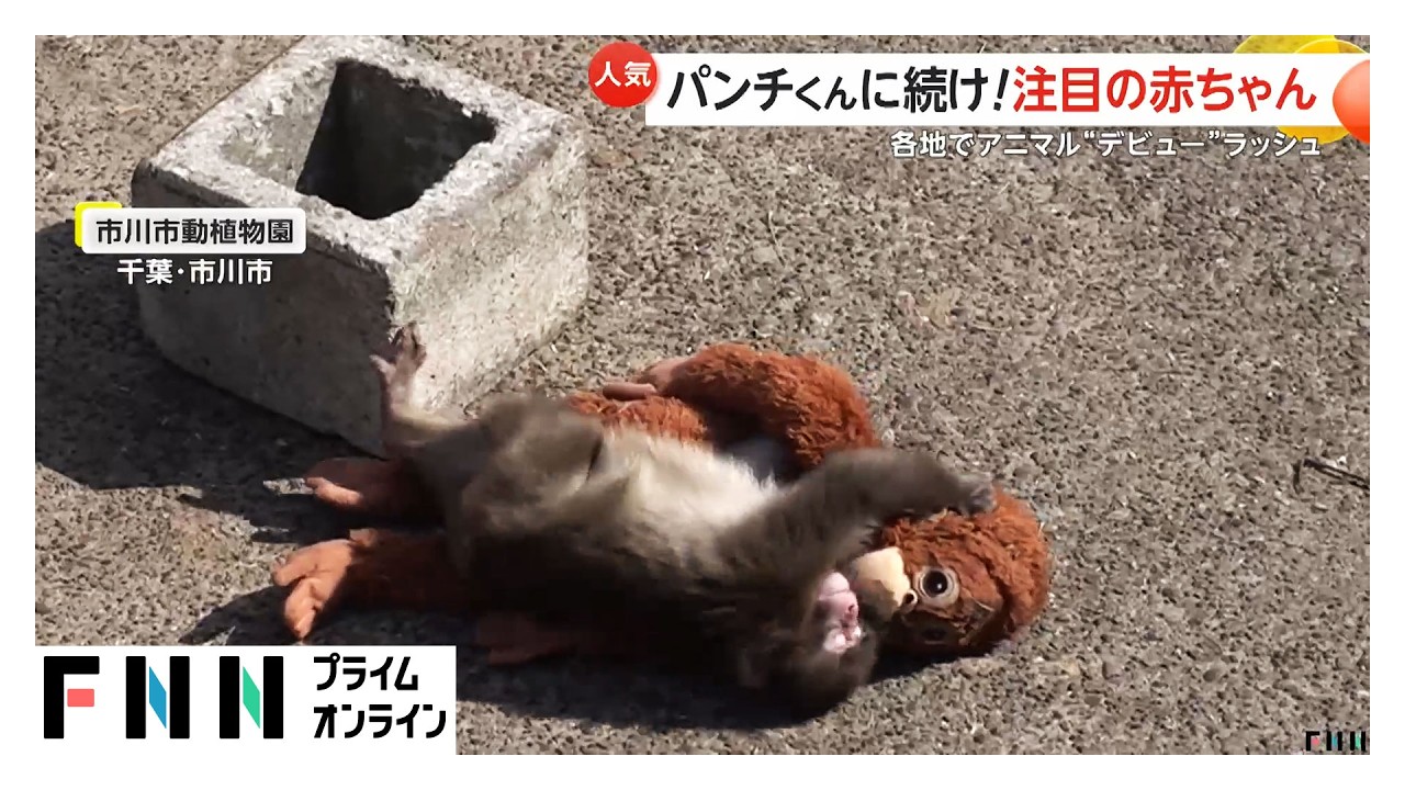 パンチくんに続け！注目赤ちゃん　ペンギン・サモエド・キリンも…動物赤ちゃんデビュー相次ぐ（2026年03月27日）