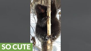 Porcupine has funny interaction with man in the woods