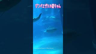 【海遊館】タマカイさんエラ掃除中【行ってきた】 #海遊館 #タマカイ #ジンベエザメ #海ちゃん #遊ちゃん
