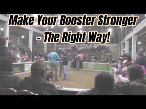 How to Make your Rooster Stronger?#rooster #chicken #gallos #usa#chickenbreeds #aseel#ayam
