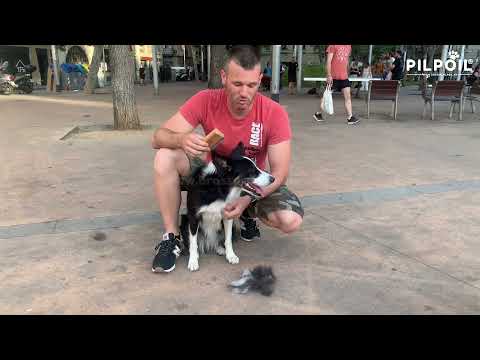 Vidéo client chien poils longs 1