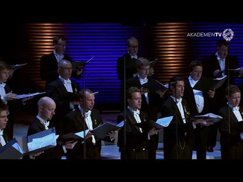 Akademen – Nelson: A Lullaby (20/4/2013)