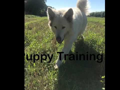 POSITIVE PETS DOG TRAINING & BEHAVIOUR video.