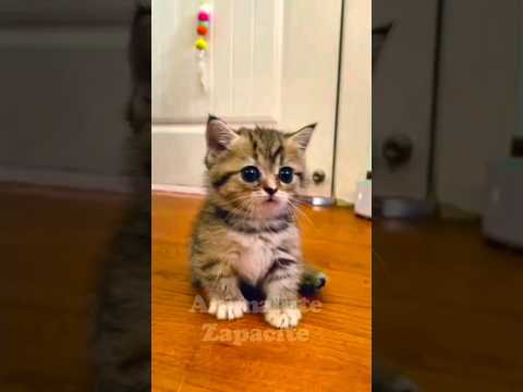 Micul meu prieten #pisica #animăluțe