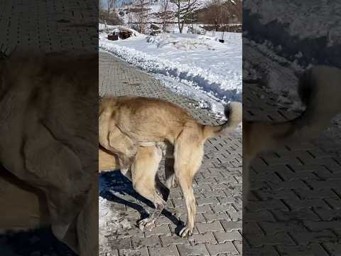 DİŞİ KIZANDA #kangal #dog #cat #animals #dogs #puppy #alabai #nature #wolf #wildlife #malaklı #bear