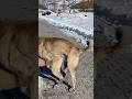 DİŞİ KIZANDA Kangal Dog Cat Animals Dogs Puppy Alabai Nature Wolf Wildlife Malaklı Bear