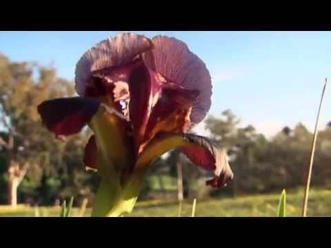 שימור פרחי הבר הישראלים