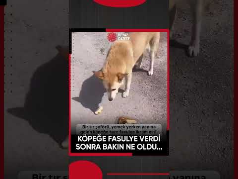 Yanına gelen köpeğe taze fasulye vermek isteyen vatandaş, köpekten beklediği ilgiyi alamadı