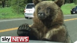 Grizzly Bear Clambers Over Family Car