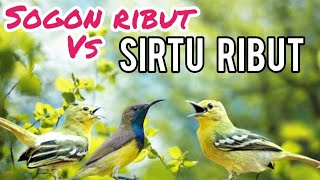 Download lagu MP3 Pikat Burcil Kombinasi Sogon Ribut Dan Sirtu Ribut mp3 Download lagu MP3 Pikat Burcil Kombinasi Sogon Ribut Dan Sirtu Ribut mp3