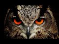 Owl Hooting Sound