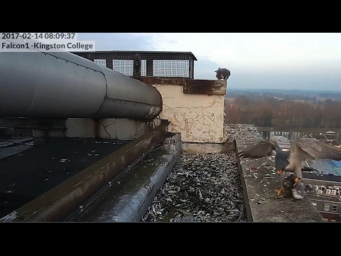 2017/02/14 8h09m Male brought a still alive Pigeon for Female both out