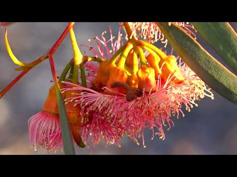 הנופים והמראות של נחל חרוד, קניון הבזלת והסביבה