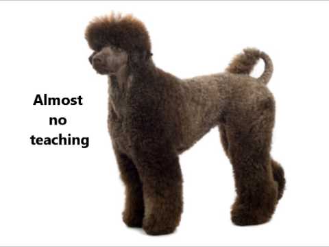 Standard Poodle