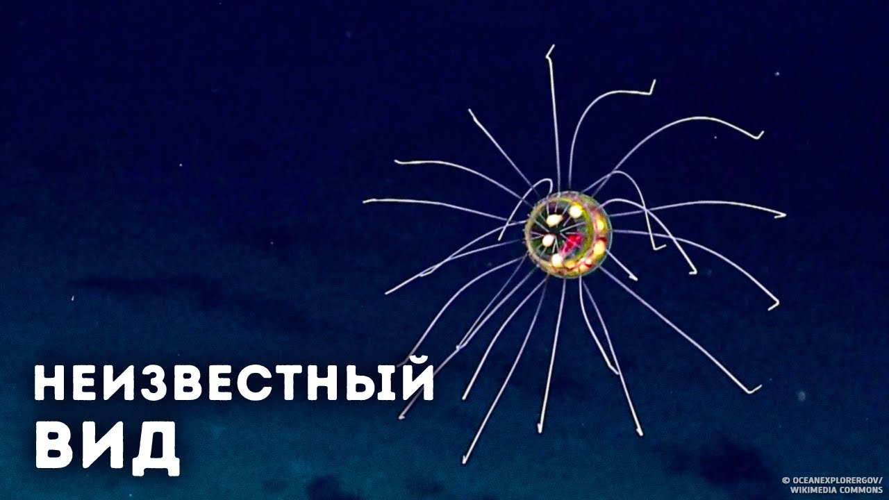 Почему ученые до сих пор избегают изучать Марианскую впадину