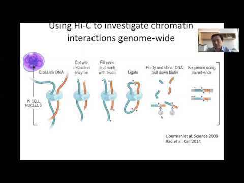 STAT115 Chapter 15.2 Methods to Investigate 3D Genome Organization