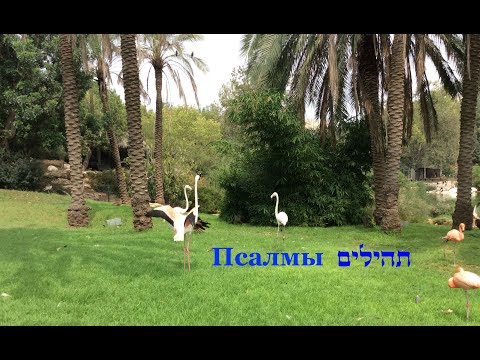 Изучаем Тэилим (Псалмы), №127 תהילים, פרק קכז Урок ведёт: Йорам Лемельман