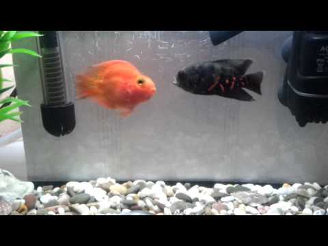 Fish fights. Part 1. Red Parrot vs Astronotus (Tiger oscar).