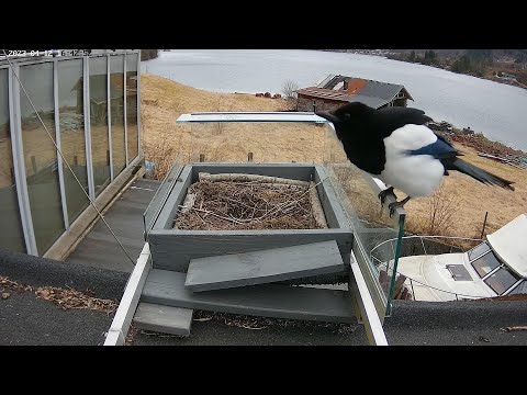 230412 seagulls vs magpies