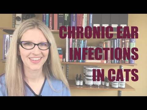 Chronic Ear Infection in Cats | Ask Dr. Angie