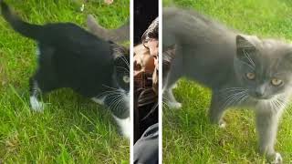 Miniature de la vidéo